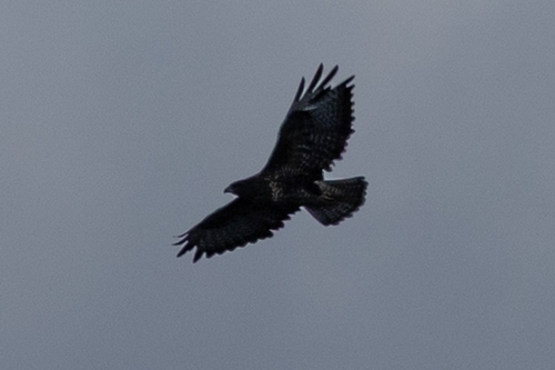 Common Buzzard