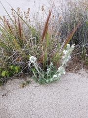Cryptantha torreyana