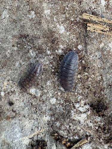 Common Rough Woodlouse