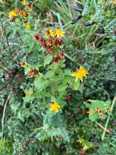 Imperforate St John's-wort