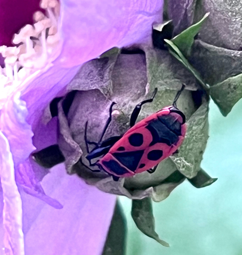 European Firebug