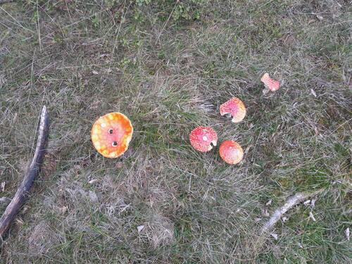 Fly Agaric