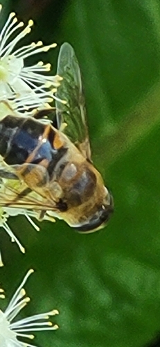 Common Drone Fly