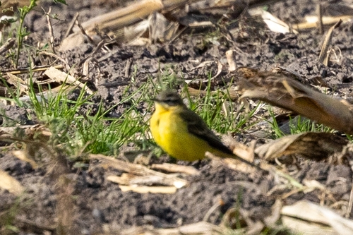 Western Yellow Wagtail