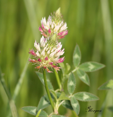 Trifolium vesiculosum
