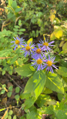 Showy Aster