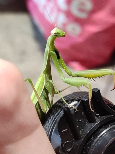 European Mantis