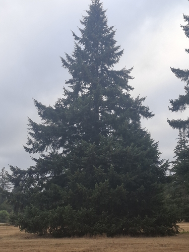 Douglas-fir