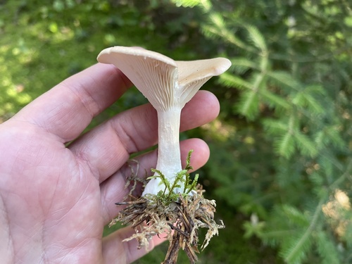 Common Funnel
