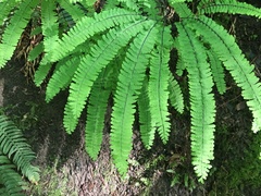 Adiantum aleuticum aleuticum