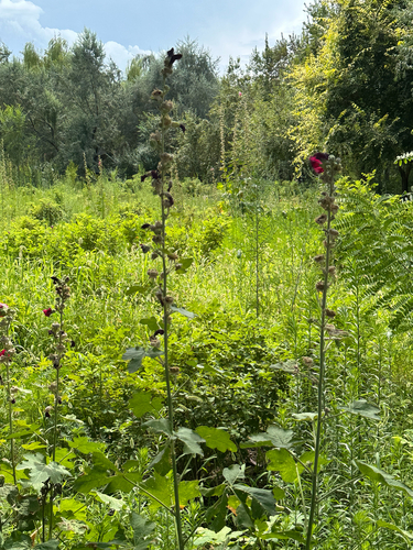 Hollyhock