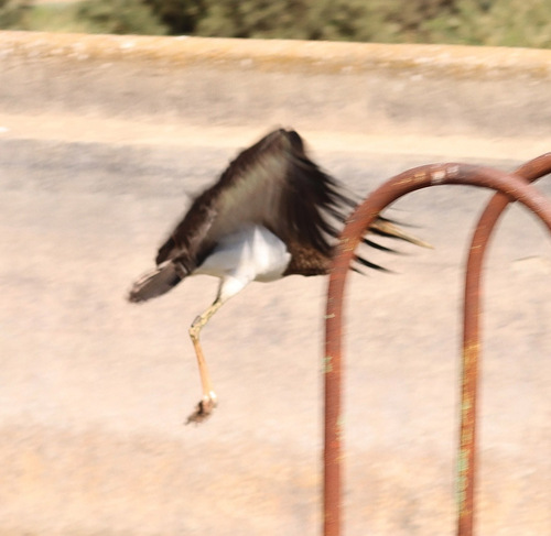 Black Stork