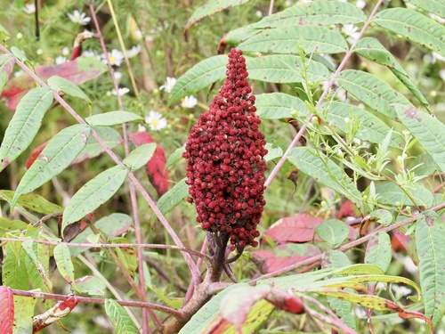 smooth sumac