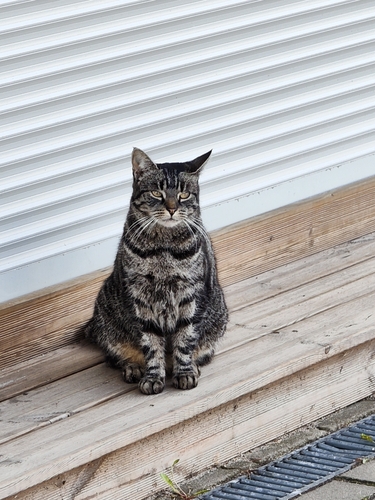 Domestic Cat