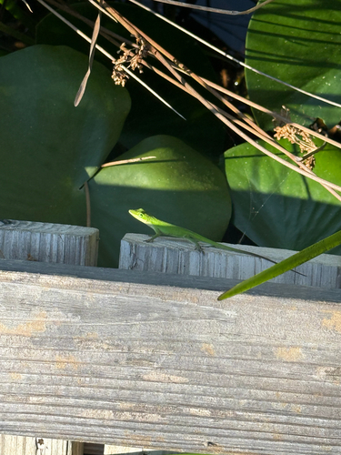 Green Anole