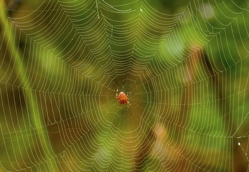 Spotted Orbweaver