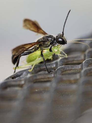 Mexican Grass-carrying Wasp