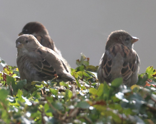 House Sparrow