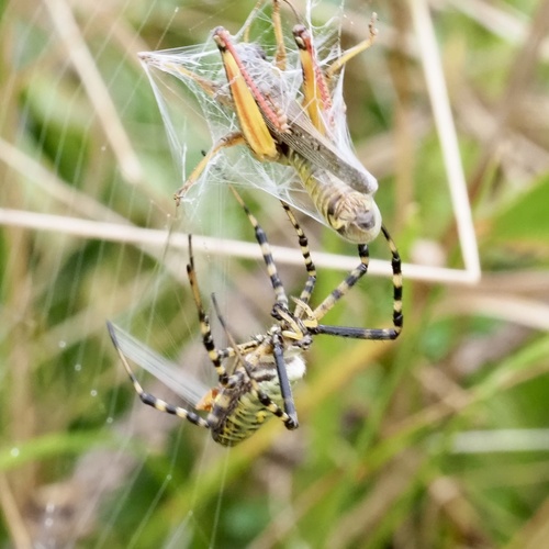 Banded Garden Spider