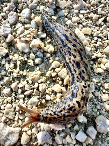 Leopard Slug