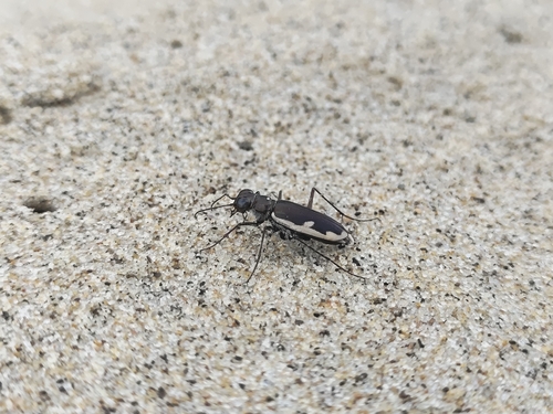 Asian Coastal Tiger Beetle