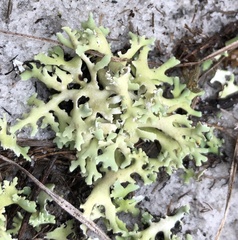 Cladonia prostrata