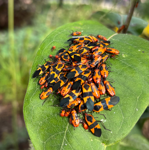 Large Milkweed Bug