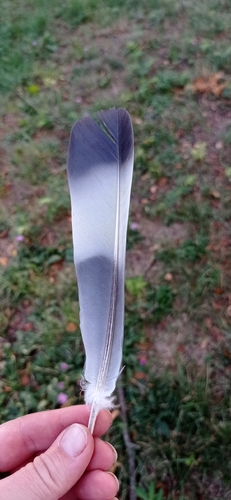 Common Wood-Pigeon