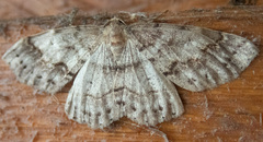 Melanolophia imitata