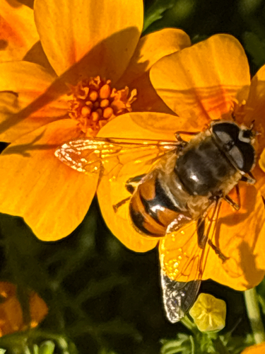 Common Drone Fly