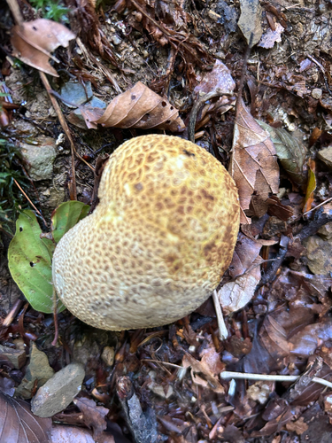 common earthball