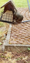Sciurus carolinensis