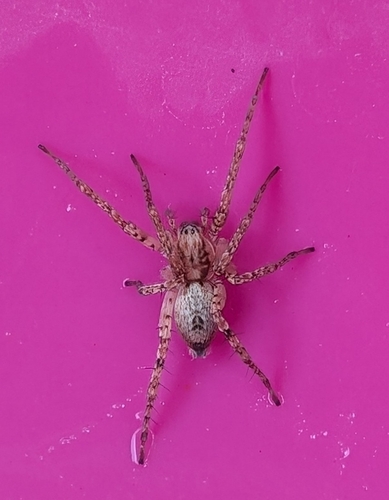 Buzzing Spider