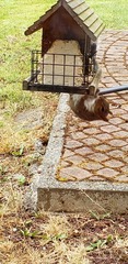 Sciurus carolinensis