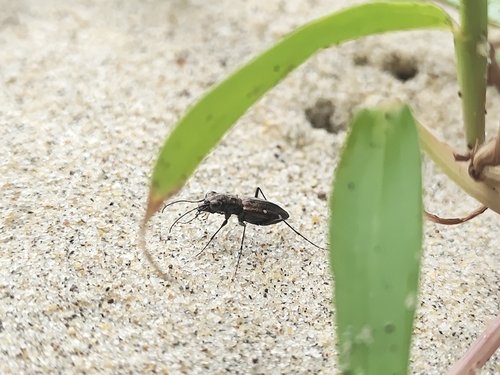 Cylindera paradoxa