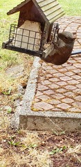 Sciurus carolinensis