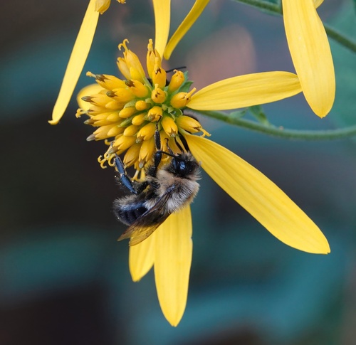 Common Eastern Bumble Bee