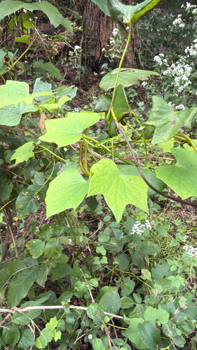 Menispermum canadense, photograph 4