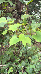 Menispermum canadense, photograph author not stated, no rights reserved