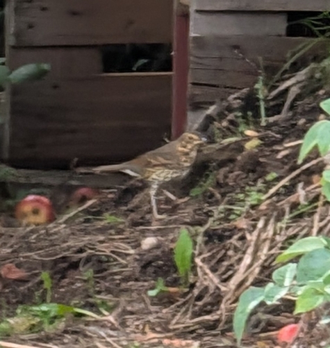 Song Thrush