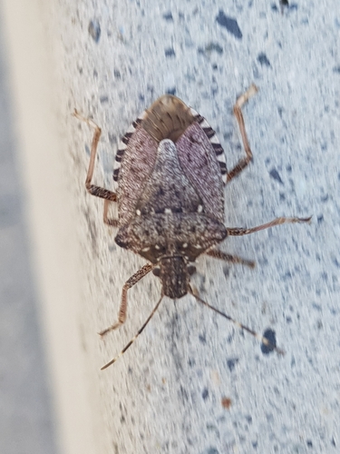 Brown Marmorated Stink Bug