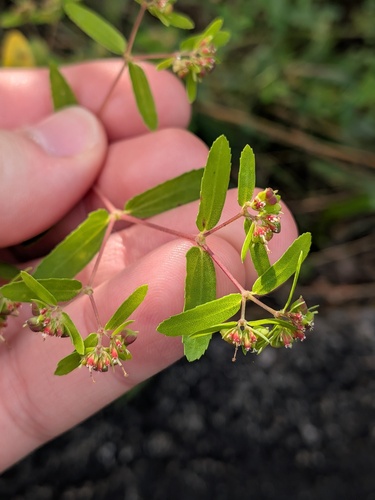 Euphorbia nutans, photograph 6