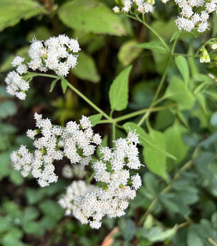white snakeroot