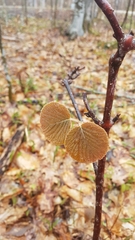 Viburnum lantanoides