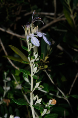 Teucrium fruticans