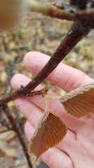 Viburnum lantanoides