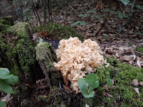 Cauliflower Fungus