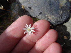 Stellaria gracilenta
