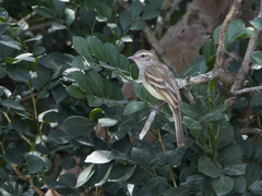 Nesotriccus incomtus