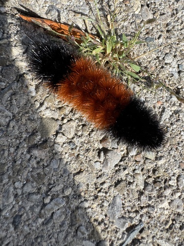Isabella Tiger Moth